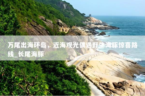 万尾出海环岛，近海观光偶遇野生海豚惊喜路线_长尾海豚