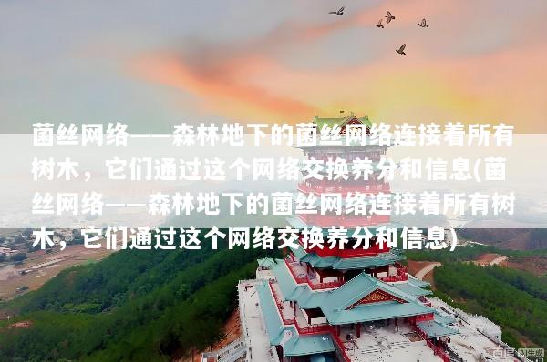 菌丝网络——森林地下的菌丝网络连接着所有树木，它们通过这个网络交换养分和信息(菌丝网络——森林地下的菌丝网络连接着所有树木，它们通过这个网络交换养分和信息)