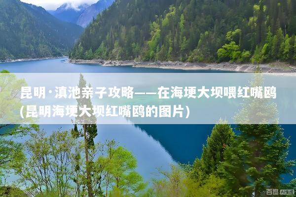 昆明·滇池亲子攻略——在海埂大坝喂红嘴鸥(昆明海埂大坝红嘴鸥的图片)